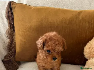 Toy Poodle dogs tiny Asian toy poodles - Advert 2