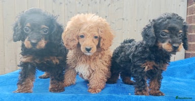 Toy Poodle dogs - Advert 2