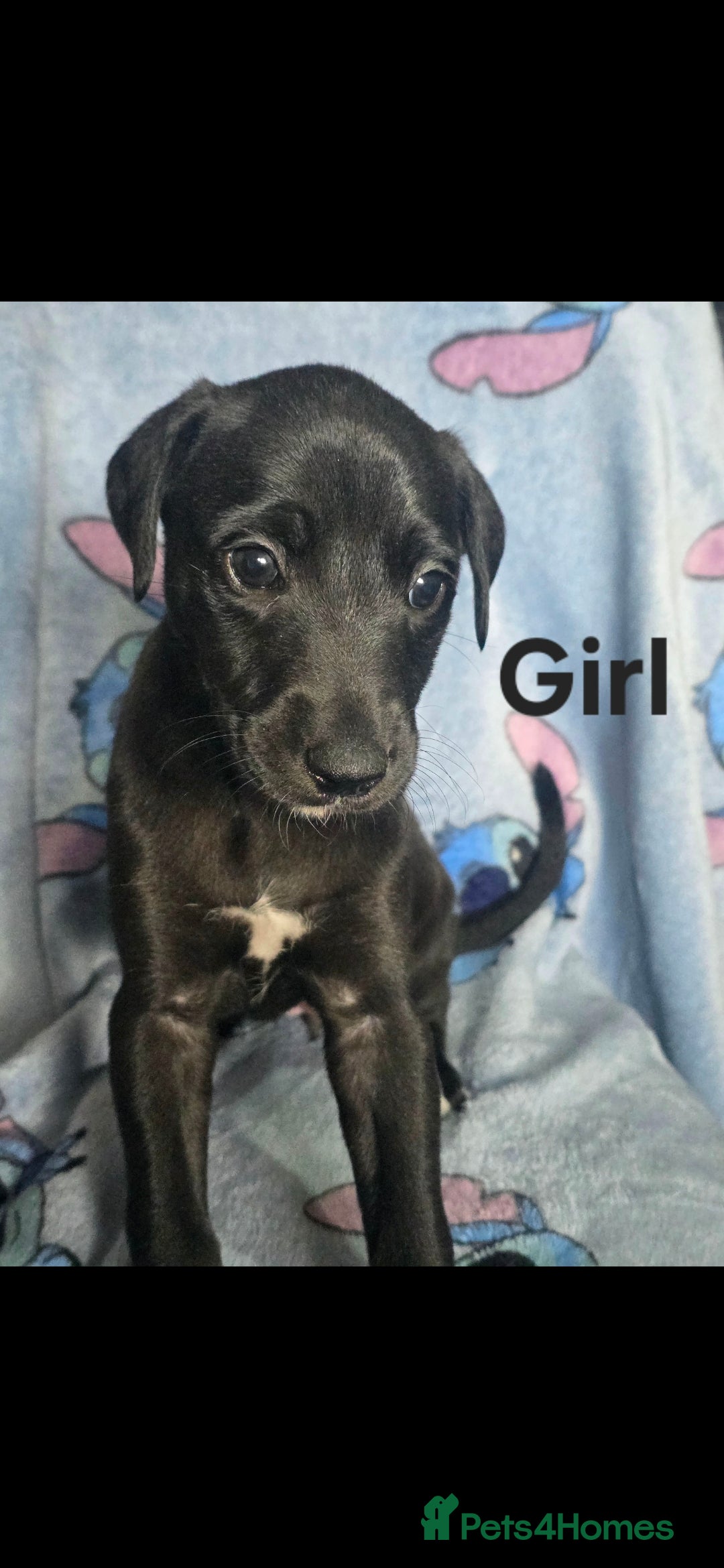 Mixed Breed dogs for sale: 💥 Saluki Bull Grey Puppies 💥 - Image 3