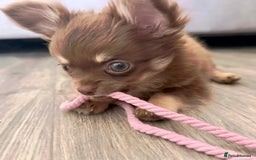 Chihuahua dogs for sale: KC Reg Chocolate and Tan Long-Coat Chihuahua Puppy - Image 2