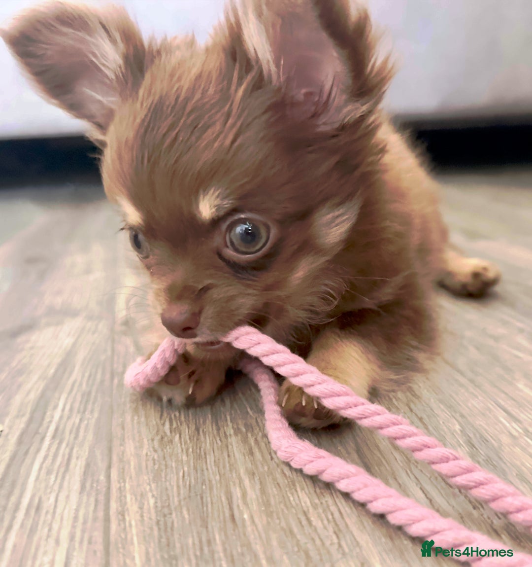 Chihuahua dogs for sale: KC Reg Chocolate and Tan Long-Coat Chihuahua Puppy - Image 2