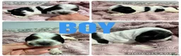Cocker Spaniel dogs for sale: *KC REG show cocker spaniels  - Advert 11