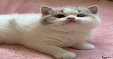 British Shorthair cats - Advert 4