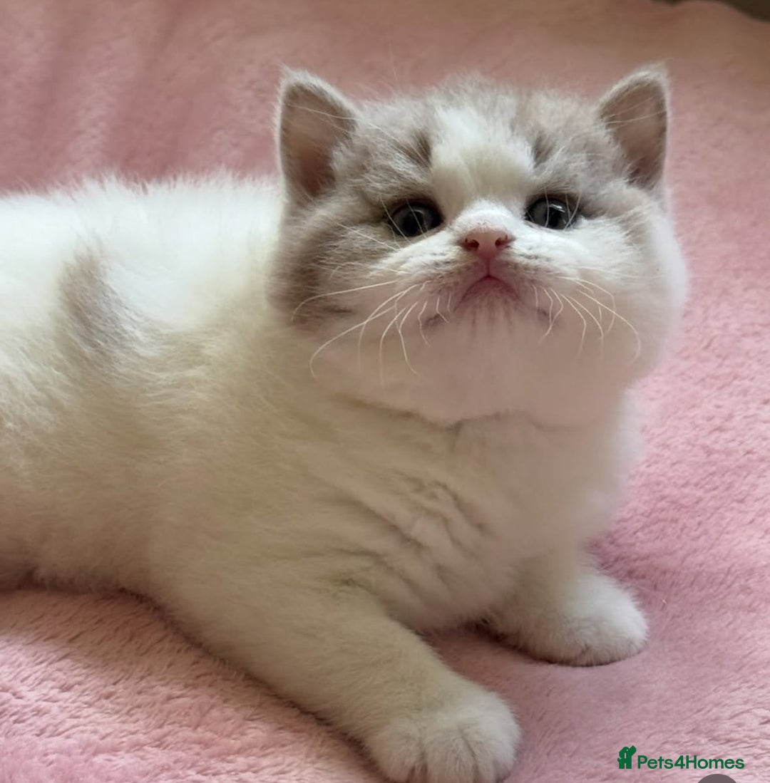 British Shorthair cats for sale: Fawn and white beautiful boy Tica ready Sep - Image 2
