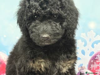 Bernedoodle dogs Fully vaccinated Miniature Bernedoodles - Advert 10