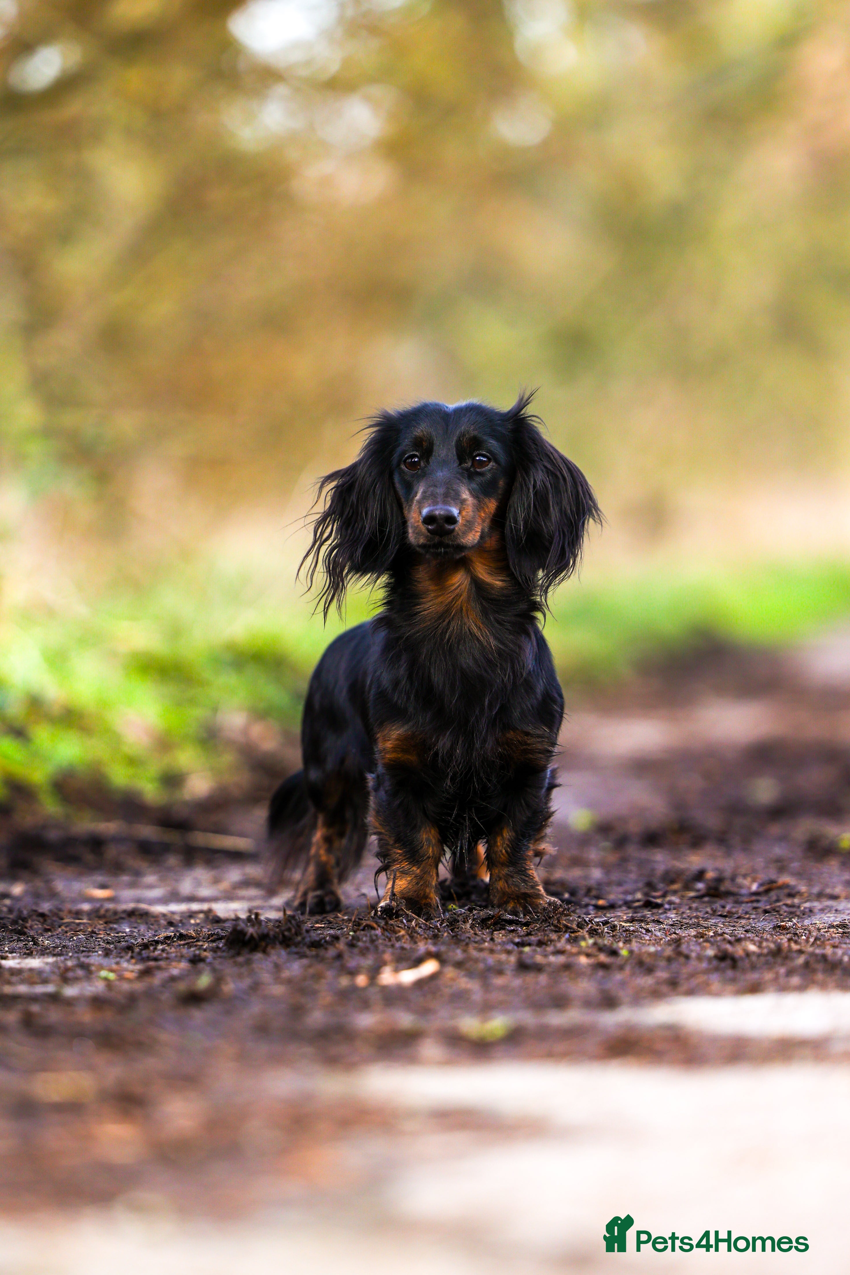 Miniature Dachshund dogs Exceptional brindle longhaired Stud  - Advert 8