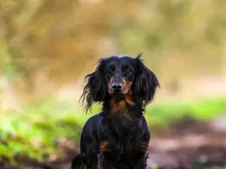 Miniature Dachshund dogs Exceptional brindle longhaired Stud - Advert 8