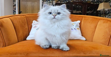 British Longhair cats - Advert 3