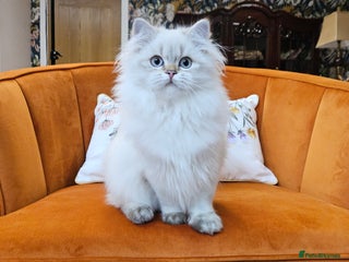 British Longhair cats - Advert 13