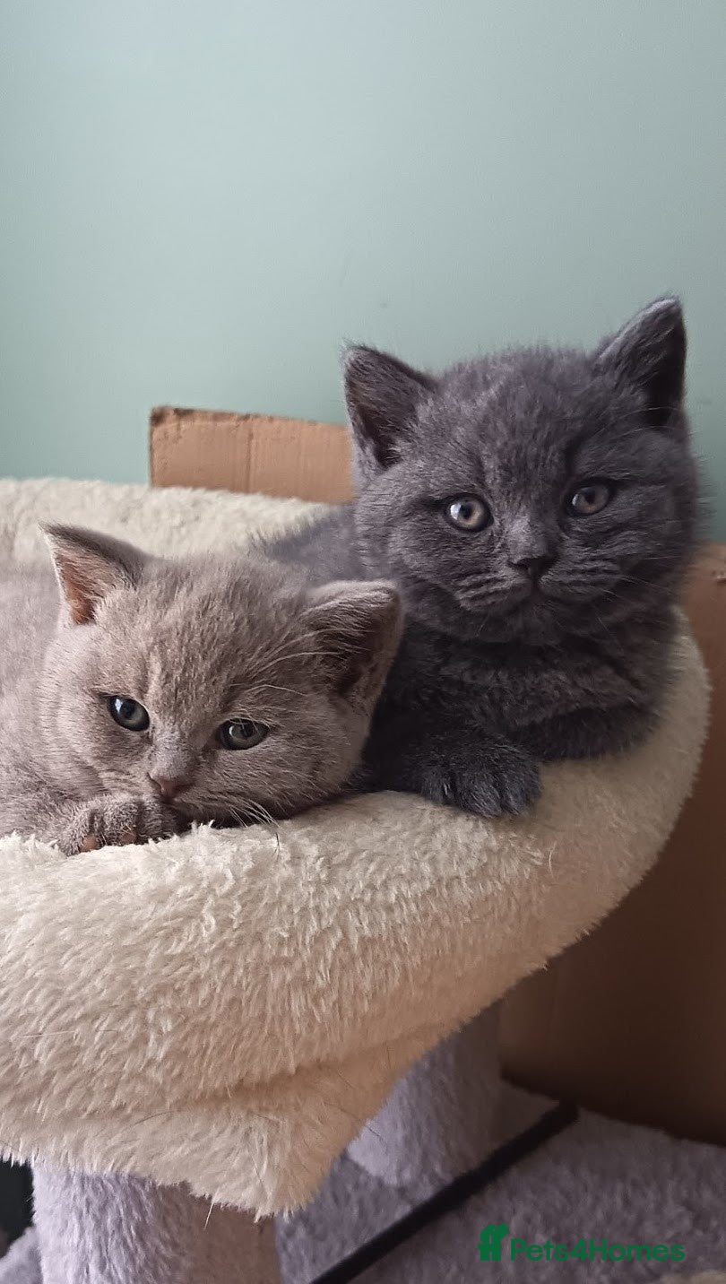 British Shorthair cats Beautiful BSH Litter GCCF Reg* DNA Tested Parents* - Advert 2