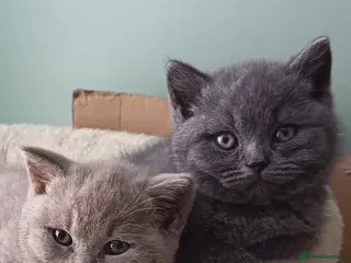 British Shorthair cats Beautiful BSH Litter GCCF Reg* DNA Tested Parents* - Advert 2