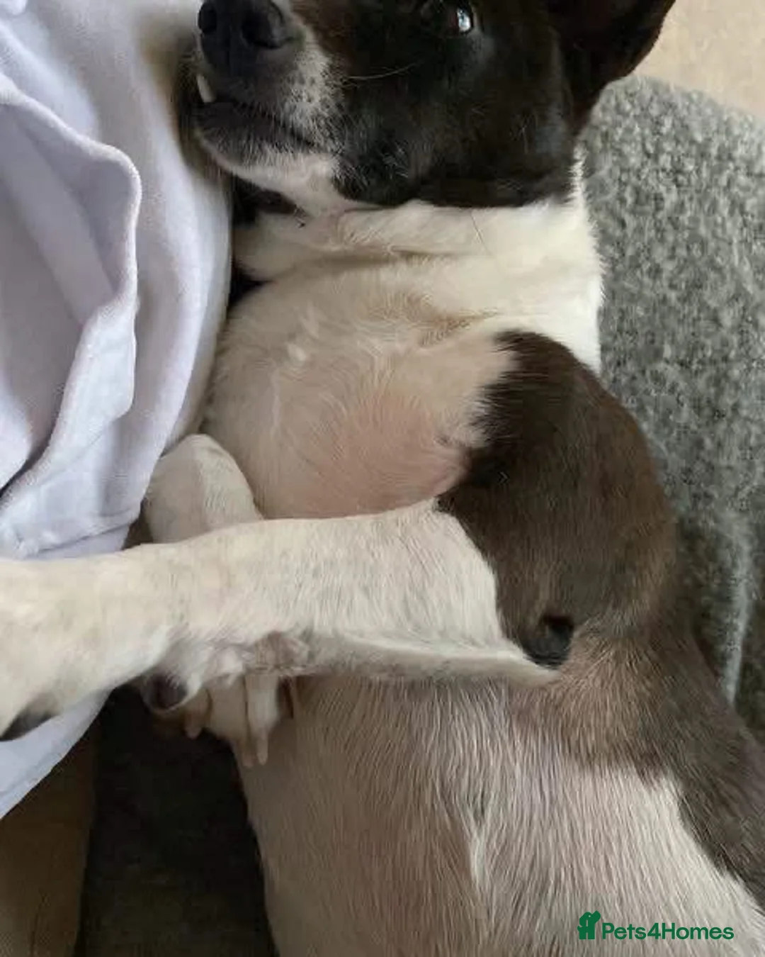 Mixed Breed dogs for adoption: Beautiful Poppy in Cheltenham - Advert 2