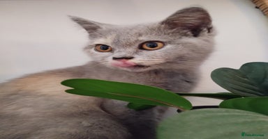British Shorthair cats - Advert 2