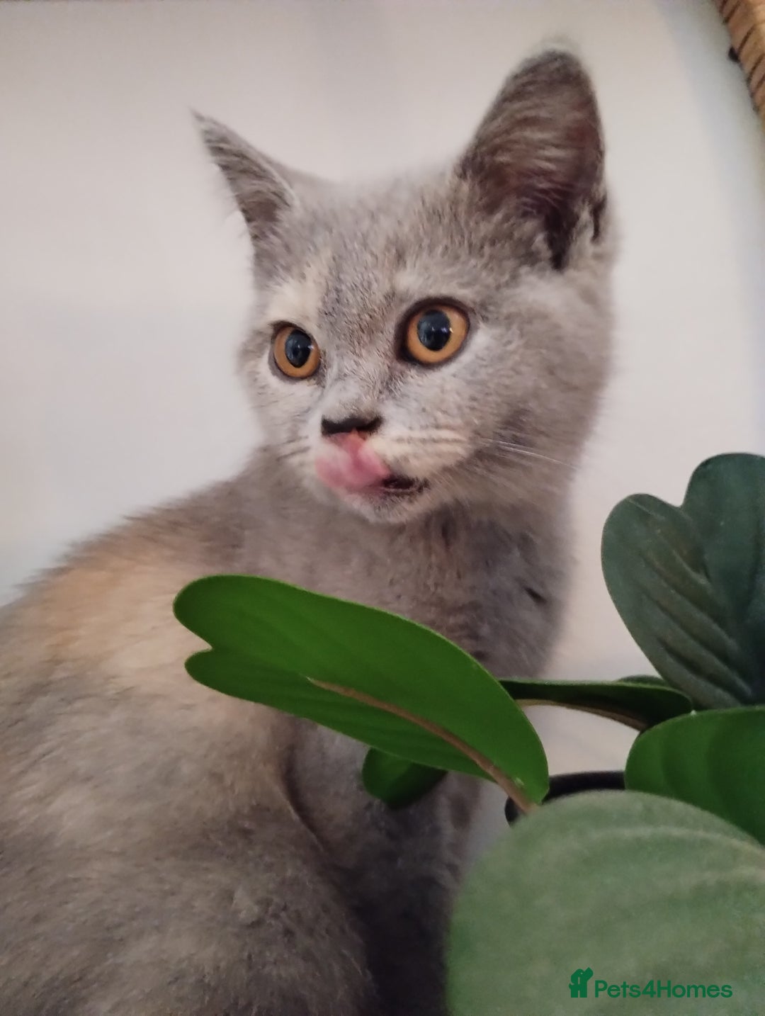 British Shorthair cats for sale: GCCF BSH female- vaccinated, microchipped. - Image 3