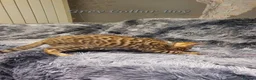 Bengal cats for sale: 🐆🐆Beautiful Pedigree Bengal Kittens🐆🐆  - Advert 37