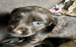 Cocker Spaniel dogs for sale: Beautiful cocker spaniel puppies  - Image 8