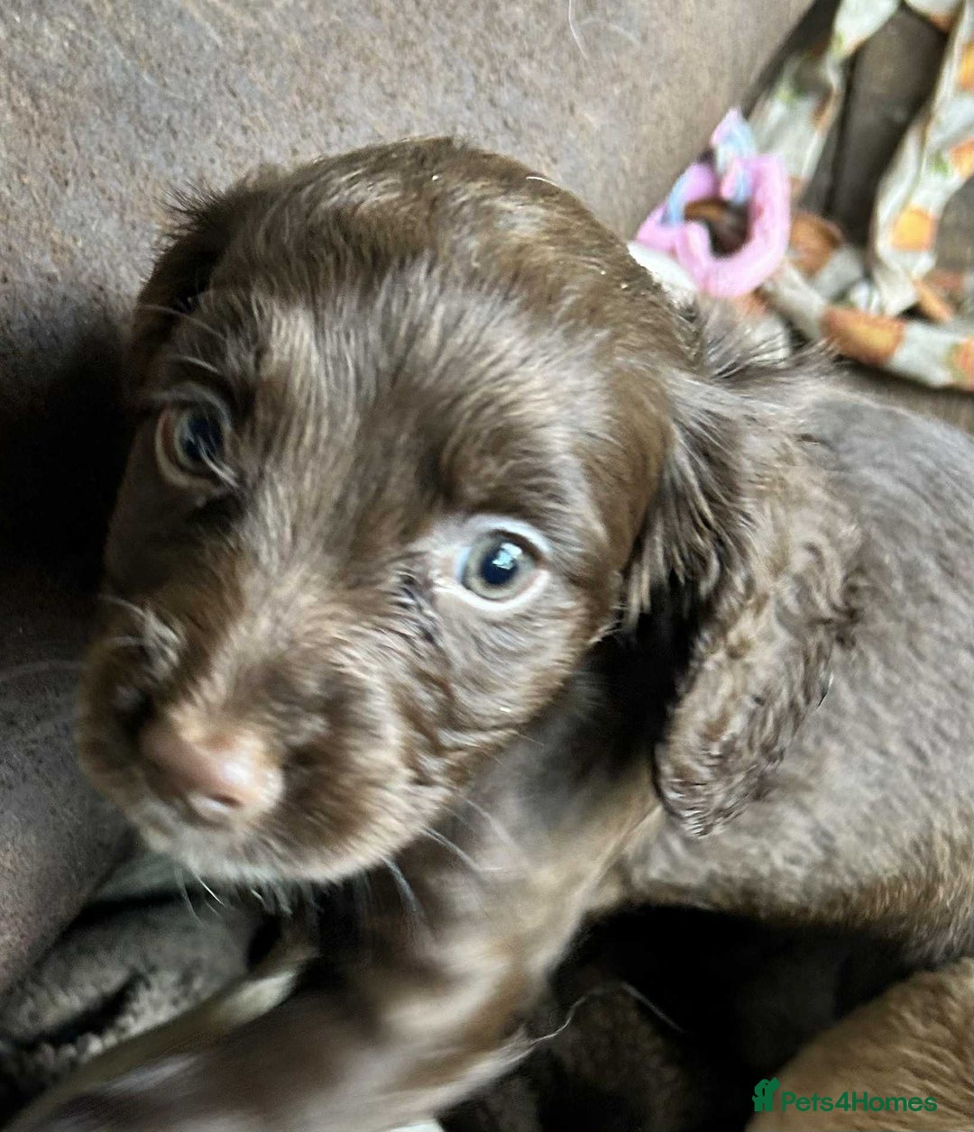 Cocker Spaniel dogs for sale: Beautiful cocker spaniel puppies  - Image 8