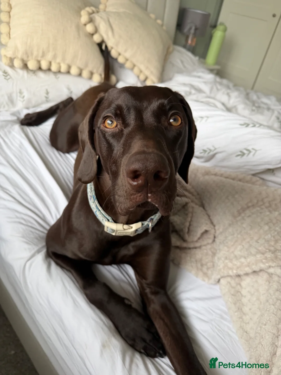 Mixed Breed dogs for sale: Sad rehoming - 1yo GSP x Weimaraner - Advert 2