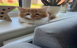 Maine Coon cats for sale: Grey Ragdoll / Mainecoon kitten - Image 13