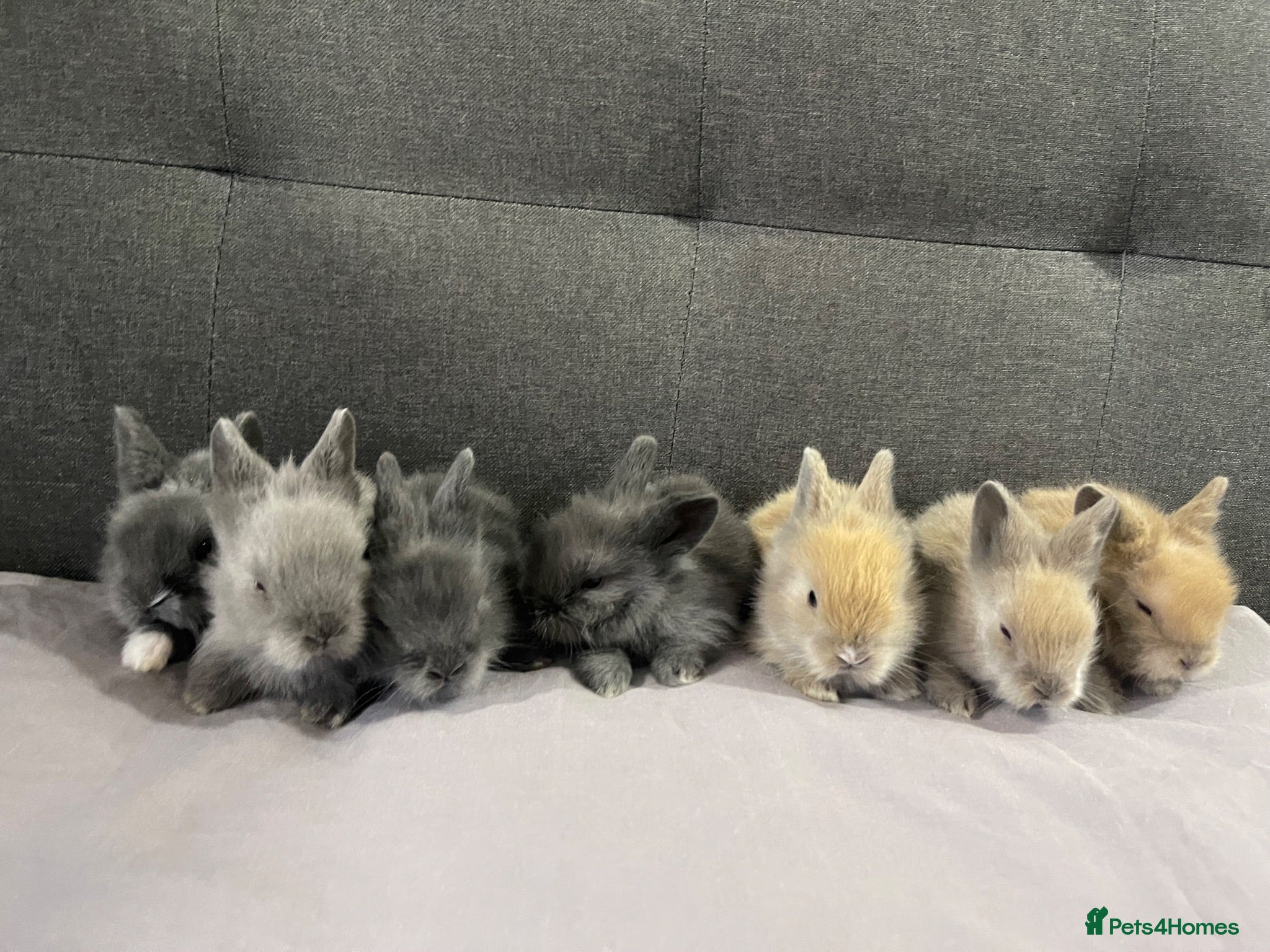 Lionhead rabbits Adorable Lionhead Bunnies - Advert 10
