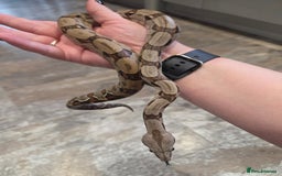 Boa Snake reptiles for sale: Female cb23 small boa poss central american/dwarf  - Image 6