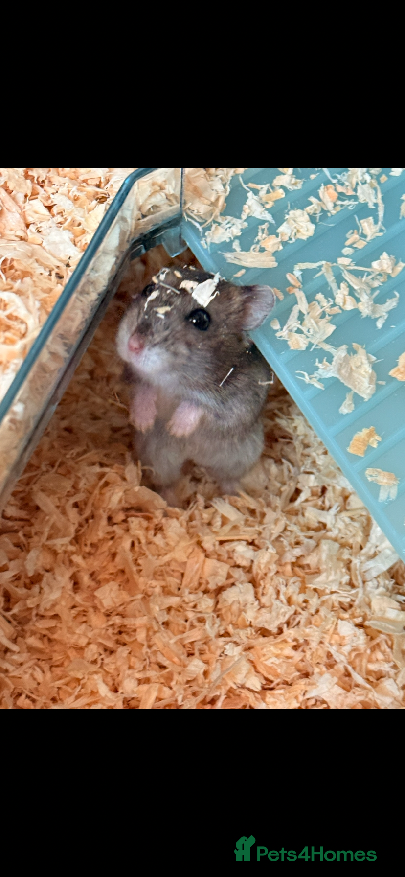 Hamster rodents 8 week old hamster - Advert 1