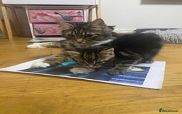 Maine Coon cats for sale: Maine Coon × Siberian  - Image 3