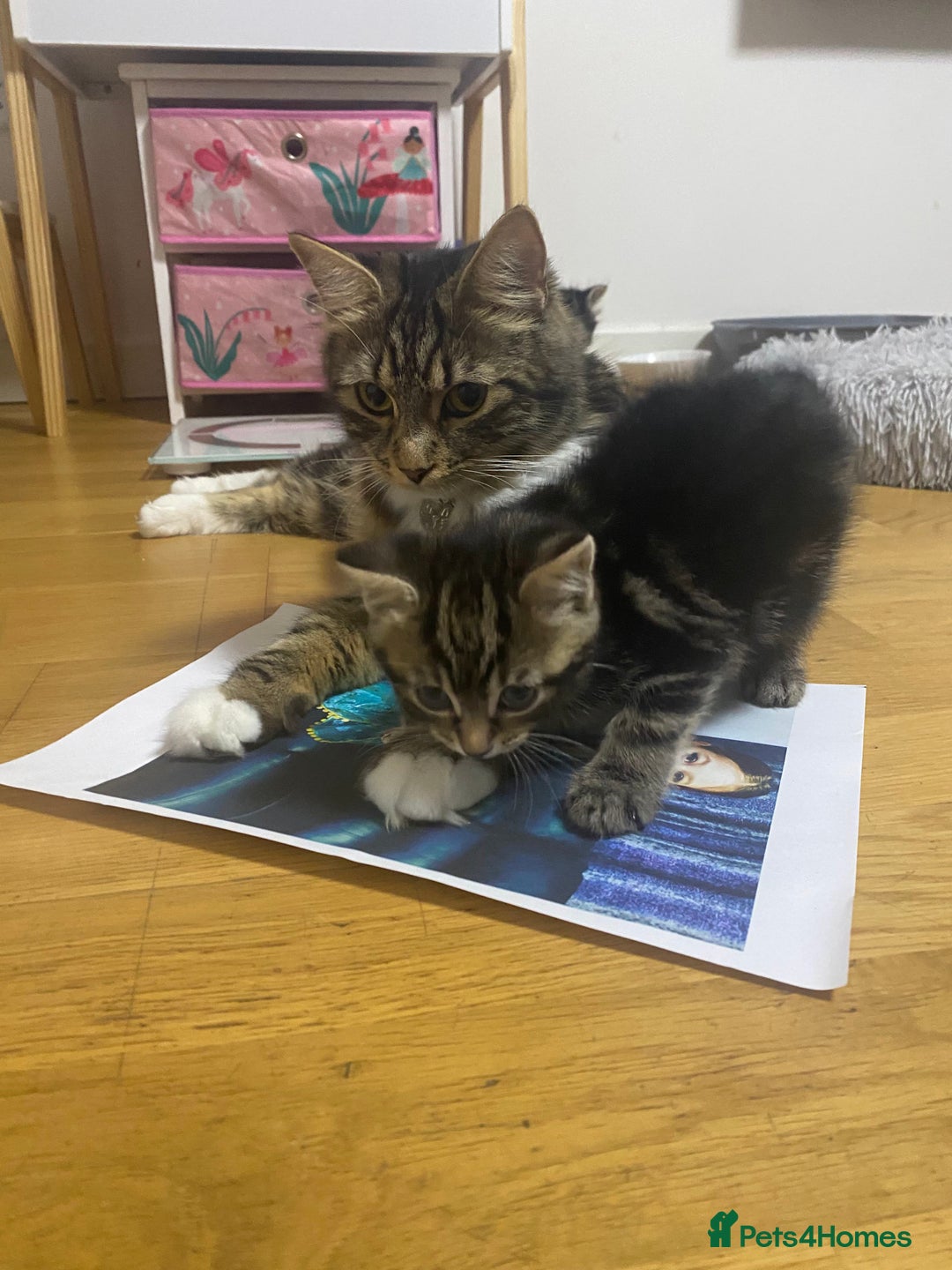 Maine Coon cats for sale: Maine Coon × Siberian  - Image 3