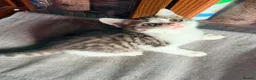 British Shorthair cats for sale: Stunning British Shorthair Kittens Ready Now! - Advert 30
