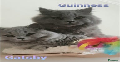 British Longhair cats - Advert 1