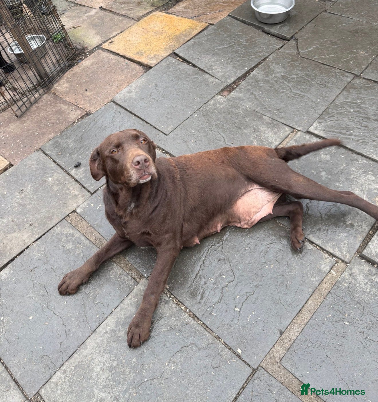 Labrador Retriever dogs Chocolate labrador girl 5 years old  in Brierley Hill - Advert 1