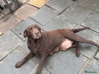 Labrador Retriever dogs Chocolate labrador girl 5 years old in Brierley Hill - Advert 1
