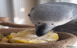 Parrots birds for sale: Fully tame African grey for sale very friendly  - Image 2