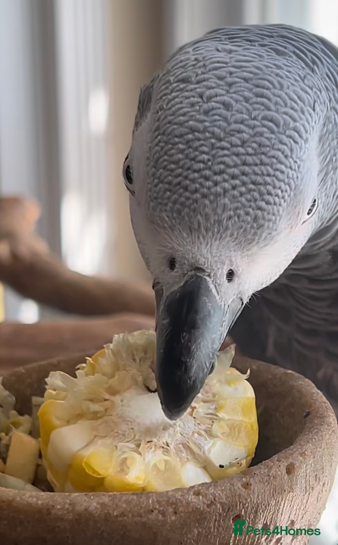 Parrots birds for sale: Fully tame African grey for sale very friendly  - Image 2