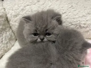 British Shorthair cats GEORGEOUS BRITISH SHORTHAIR BLUE KITTENS - Advert 5
