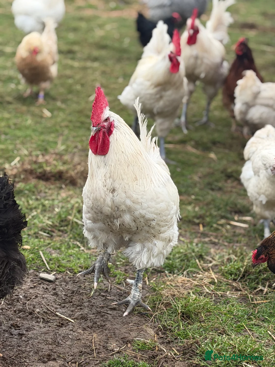 Chickens poultry for sale: Chickens for sale - Advert 3