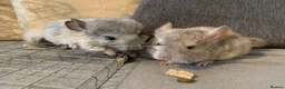 Chinchilla rodents for sale: Chinchilla kits in Brampton - Advert 13