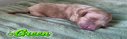 Mixed Breed dogs for sale: 4 Beautiful Cavapoo/Australian Labradoodle Puppies - Advert 24
