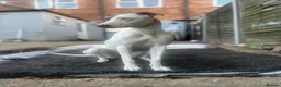 Greyhound dogs for sale: Champion is in need of a new forever home  in Peterborough - Advert 3