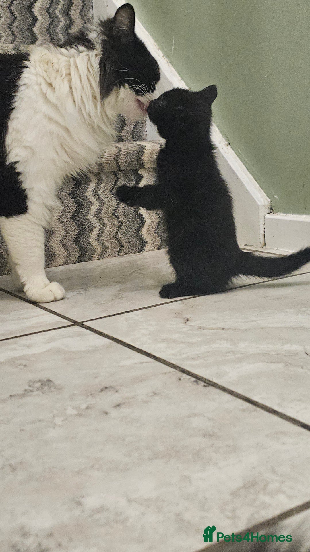 Mixed Breed cats for sale: Last Boy 🐈‍⬛ - Advert 2