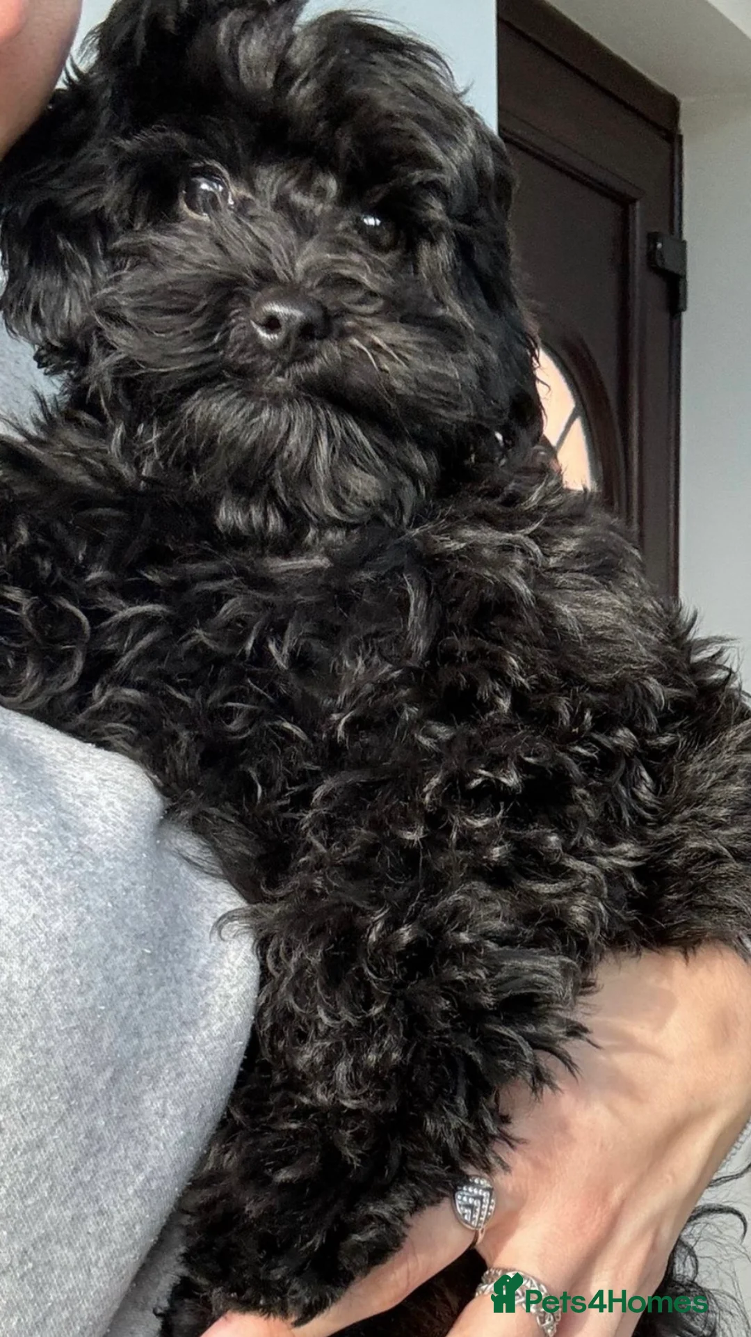 Toy Poodle dogs for stud: Proven Toy Poodle For Stud in Canterbury - Advert 8