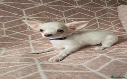 Chihuahua dogs for sale: 3 Handsome (KC) Chihuahua boys left (New photos) - Image 29