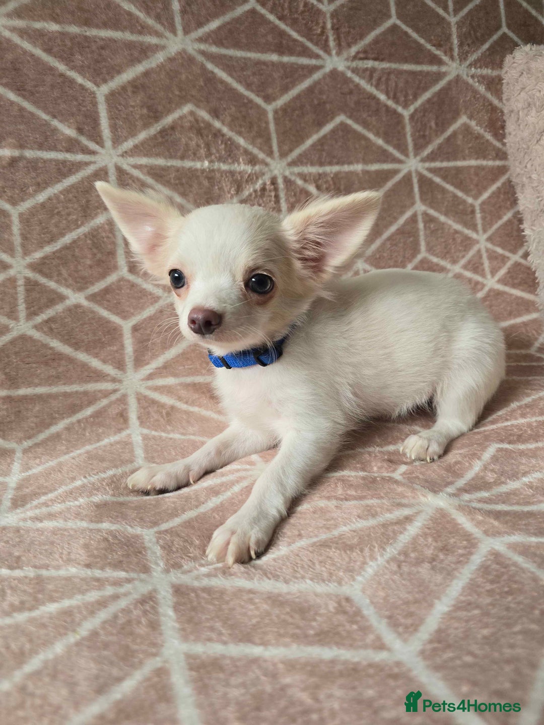 Chihuahua dogs for sale: 3 Handsome (KC) Chihuahua boys left (New photos) - Image 29