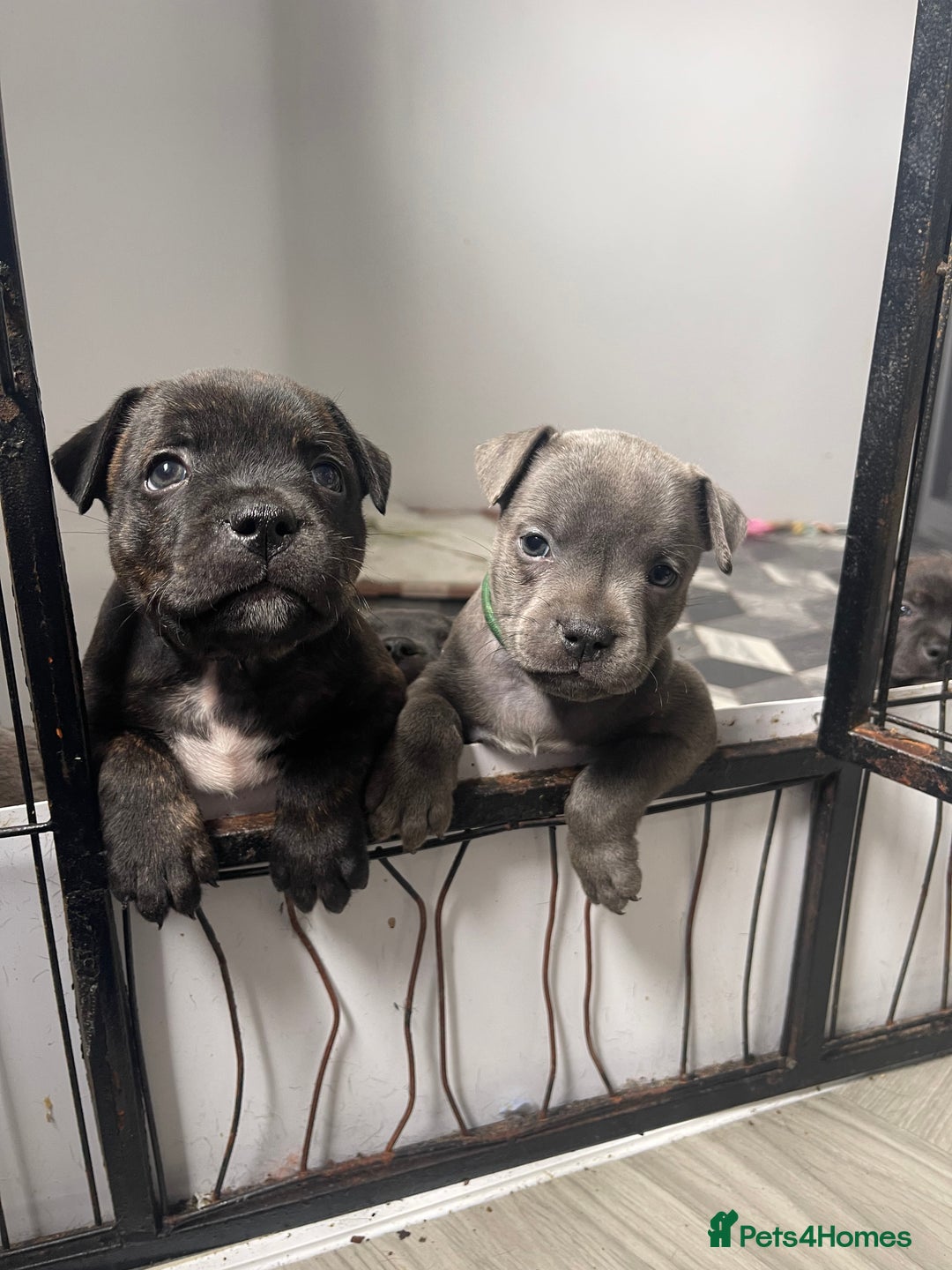 Dog Rescue Blue Staffy Cross French Bulldog Staffordshire Bull