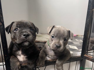 Staffordshire Bull Terrier dogs - Advert 26