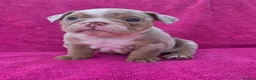 English Bulldog dogs for sale: Beautiful litter of English Bulldogs - Advert 13
