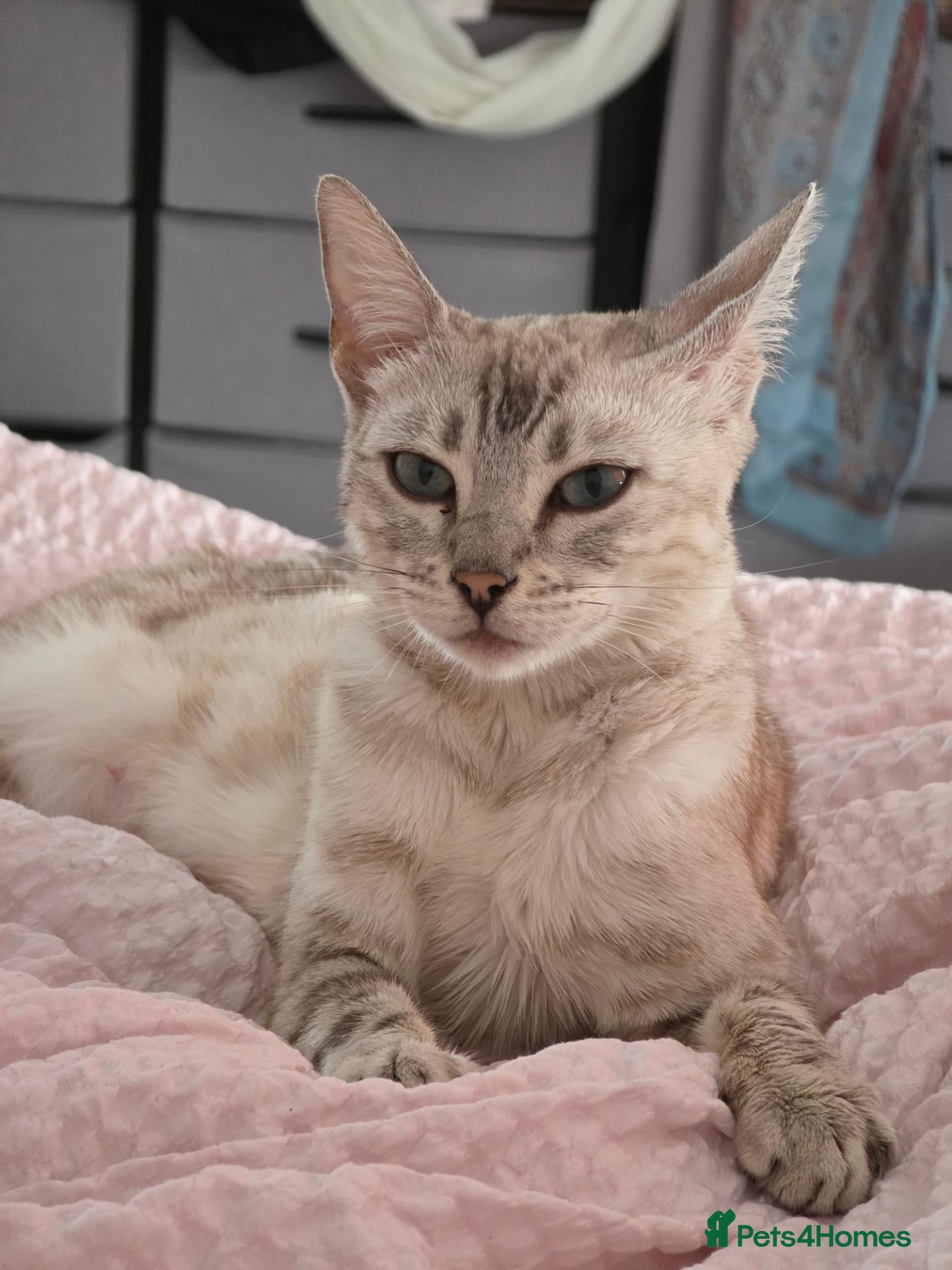 Bengal cats Beautiful Bengal Kittens – Loving Homes Only  - Advert 1