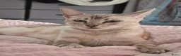 Bengal cats for sale: Beautiful Bengal Kittens – Loving Homes Only  - Advert 1