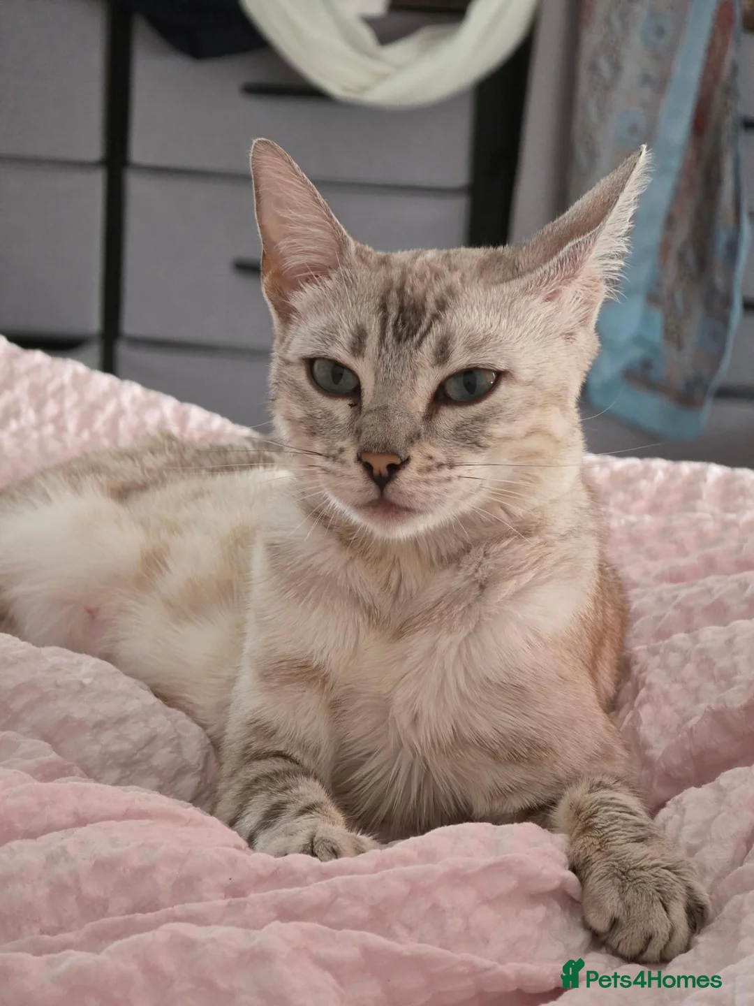 Bengal cats for sale: Beautiful Bengal Kittens – Loving Homes Only  - Advert 1