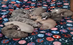 Whippet dogs for sale: Top Class Whippet Puppies - Image 10